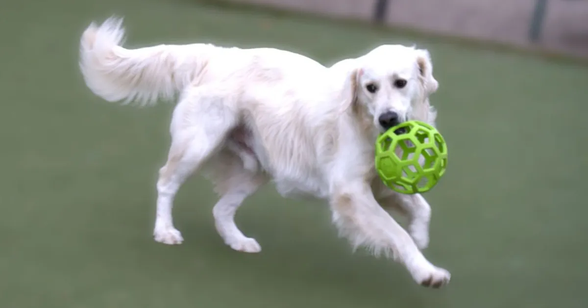 Benny, our white Golden Retriever, carrying his green ball