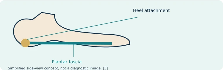 Simplified side view showing the plantar fascia and its heel attachment